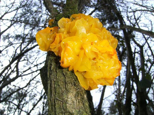 Aranyos rezgőgomba (Tremella mesenterica)