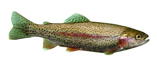 Oncorhynchus mykiss