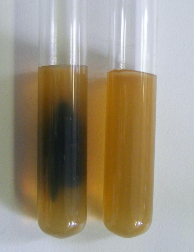 Testing the production of hydrogen sulphide