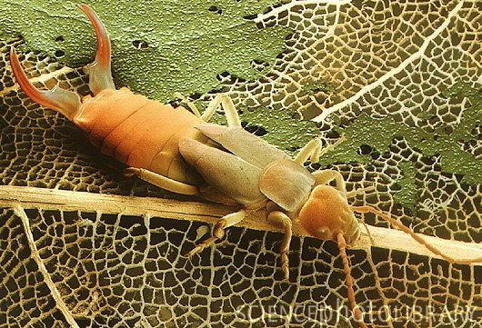 Forficula auricularia