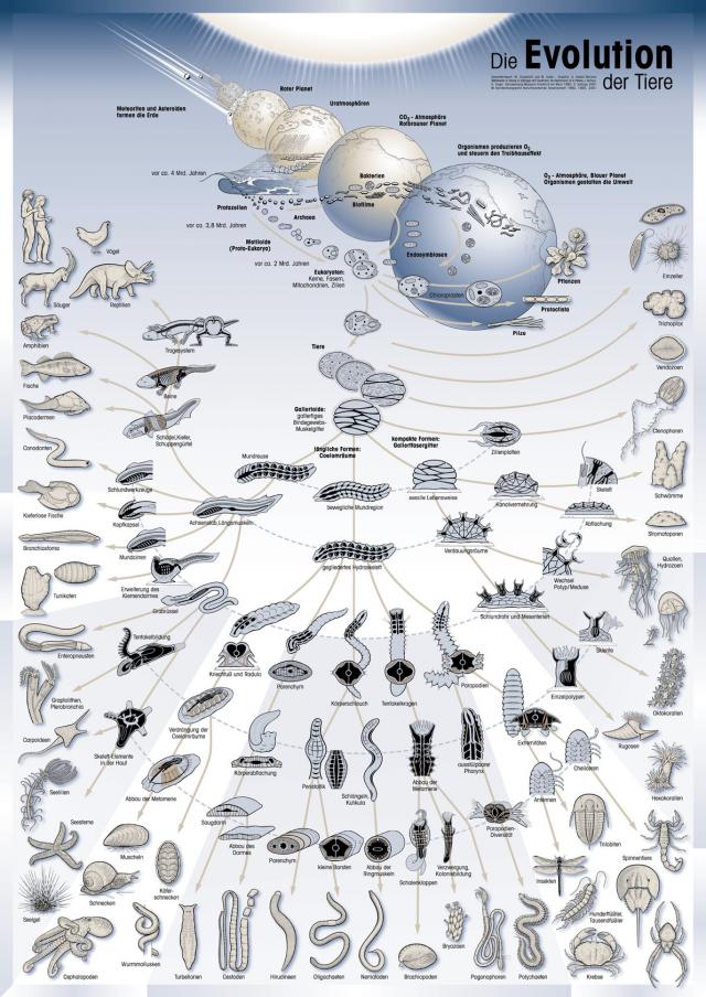 Állati evolúció