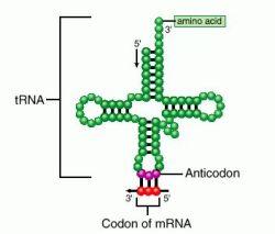 http://img.tfd.com/dorland/thumbs/anticodon.jpg