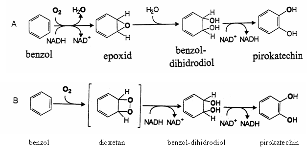 aromás szénhidrogének biodegradációja