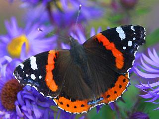 Atalanta lepke