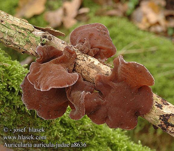 Júdásfülgomba (Auricularia auricula-judae)