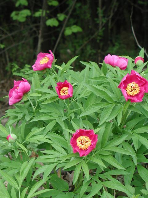 Bánáti bazsarózsa (Paeonia officinalis ssp. banatica)