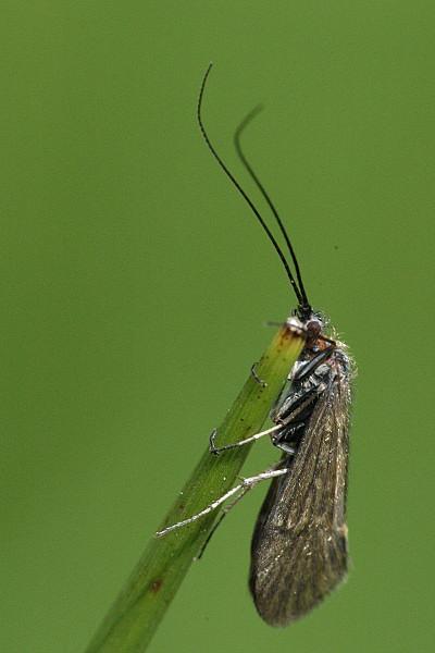 tegzesek