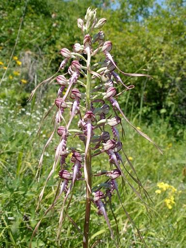 Bíboros sallangvirág (Himantoglossum caprinum)