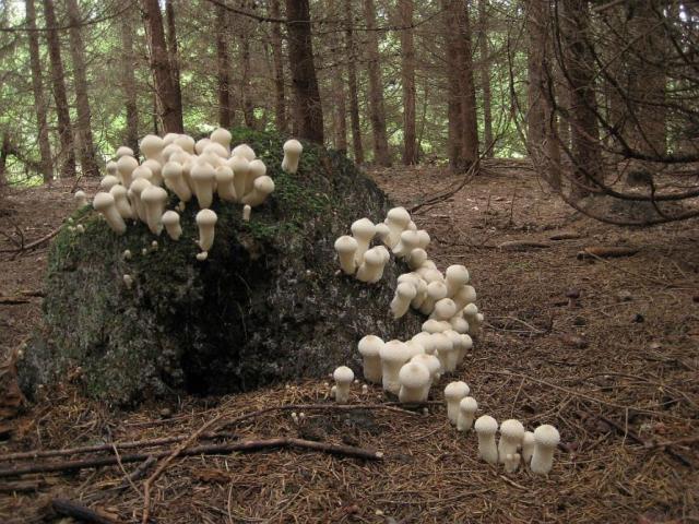 Bimbós pöfeteg (Lycoperdon perlatum)
