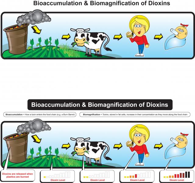 Bioakkumuláció