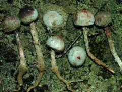 Bocskoros nyelespöfeteg, Tulostoma obesum 