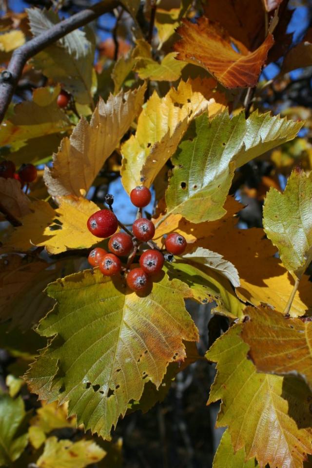 budai berkenye (Sorbus semiincisa)