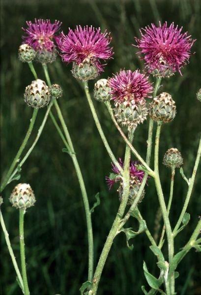 Budai imola (Centaurea sadleriana)