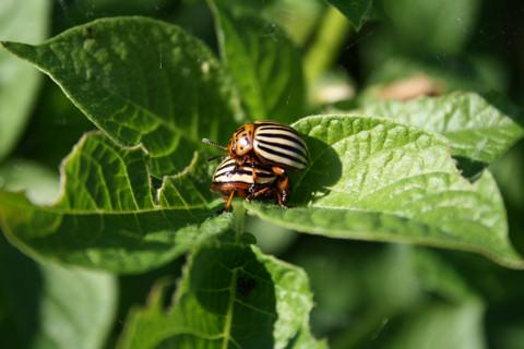 Burgonyabogár (Chrysomela decemlineata)
