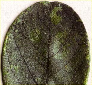 Capnodium salicinum
