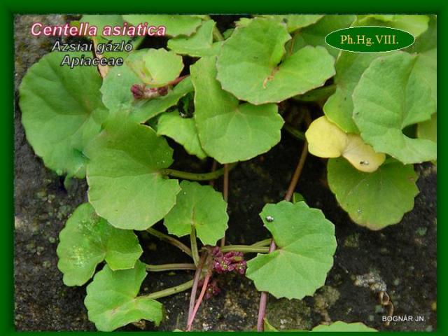 http://www.terra.hu/botcoll/gyogynov/html/centella.asiatica.html