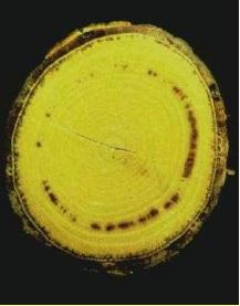Ceratocystis spp.