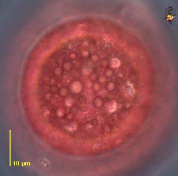 http://starcentral.mbl.edu/microscope/portal.php?pagetitle=assetfactsheet&imagei