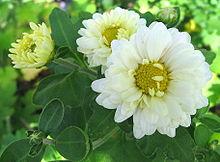 Chrysanthemum cinerariaefolium