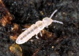 Collembola