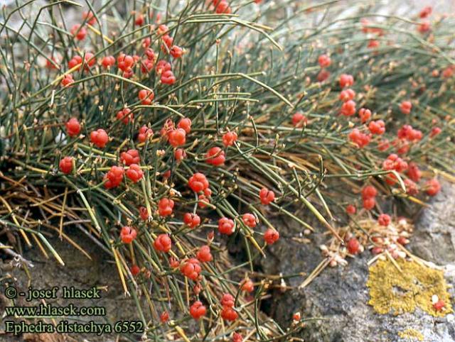 Csikófark (Ephedra distachya)