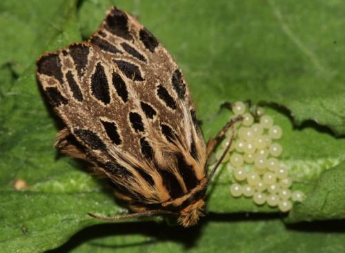 Csonkaszárnyú medvelepke