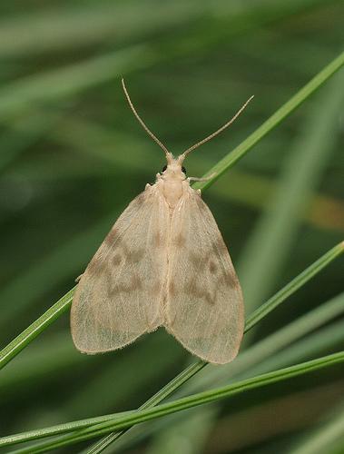 Csupasz medvelepke