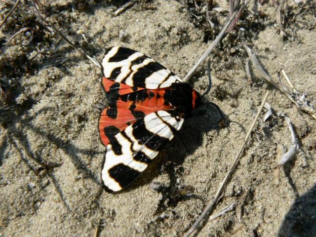 Díszes medvelepke