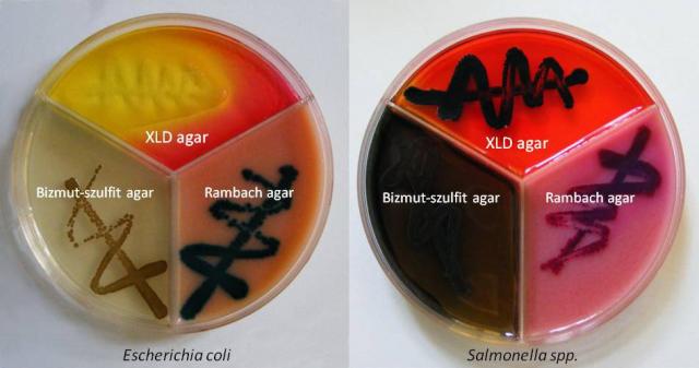 Escherichia coli és Salmonella kimutatása Bizmut-szulfit, XLD és Rambach differe