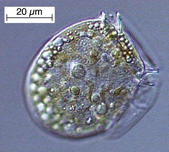 Dinoflagellates