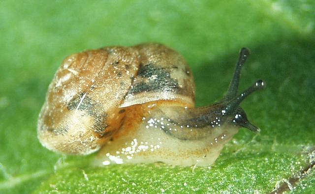 Erdélyi pikkelyescsiga (Hygromia transsylvanica)