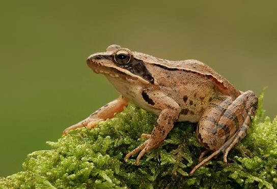 Rana dalmatina
