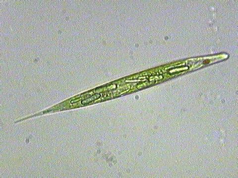 http://www.nwnature.net/micro_org/images/euglena_03.jpg