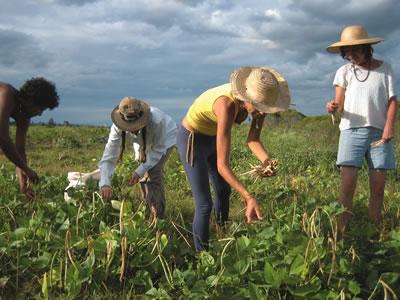 http://www.transitionsabroad.com/listings/work/shortterm/farm_jobs_agriculture.s