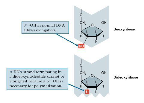 Structure of deoxy and dideoxy nucleotides