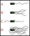 Location of flagella