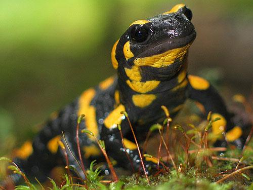 Salamandra salamandra
