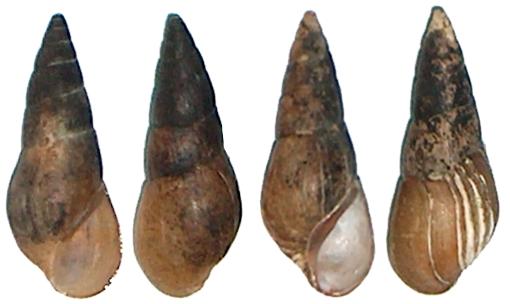 Folyamcsiga