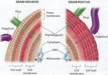 Gram-positive and Gram-negative cell wall