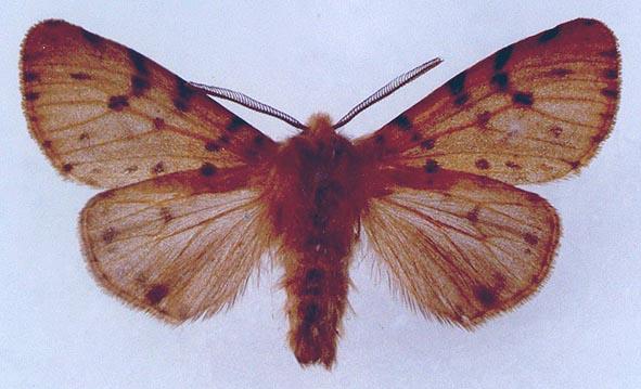 Gyászos medvelepke