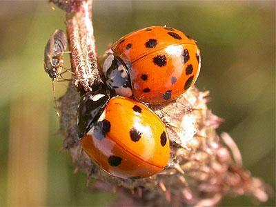 Harlekinkatica (Harmonia axyridis)