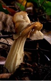 Fodros papsapkagomba (Helvella crispa)