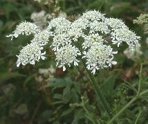 Közönséges medvetalp (Heracleum sp.)