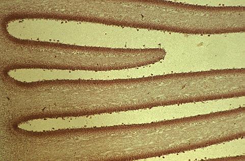 Kalapos gomba termőrétege (hymenium)