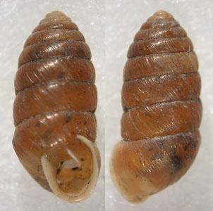 Hordócsiga