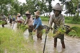 2014 a családi farmer-gazdákodás nemzetközi éve