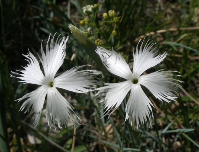 István király-szegfű (Dianthus plumarius ssp. regis-stephani)