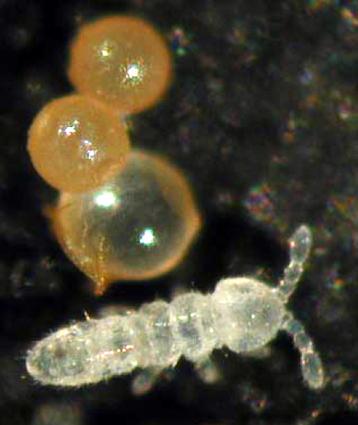 Újszülött collembola