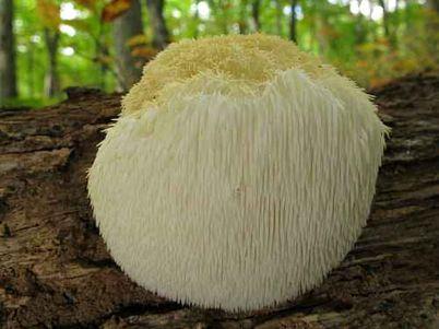 Közönséges süngomba, Hericium erinaceus