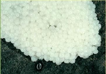 Kakukknyál (Mucilago spongiosa)  